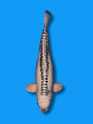 Doitsu Kawari | Koi&Co.